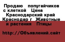 Продаю 2 попугайчиков с клеткой › Цена ­ 2 000 - Краснодарский край, Краснодар г. Животные и растения » Птицы   